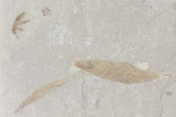 Fossil Leaves And Cricket - Green River Formation, Utah #109106